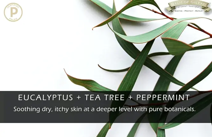 Tea Tree Oil Eucalyptus Infused Foot Cream